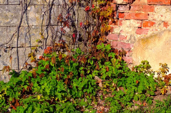 Hojas Rojas Otoño Fondo Vieja Pared — Foto de Stock