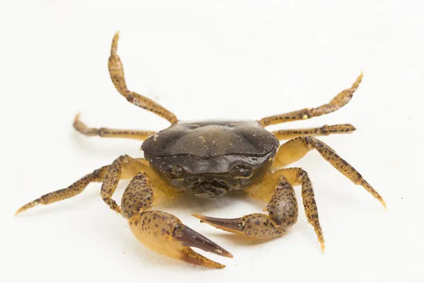 Süßwasserkrabbe Isoliert Auf Weißem Hintergrund — Stockfoto