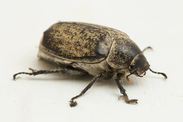 Insekt Fläckig Blomma Skarabé Protaetia Fusca Isolerad Vit Bakgrund — Stockfoto