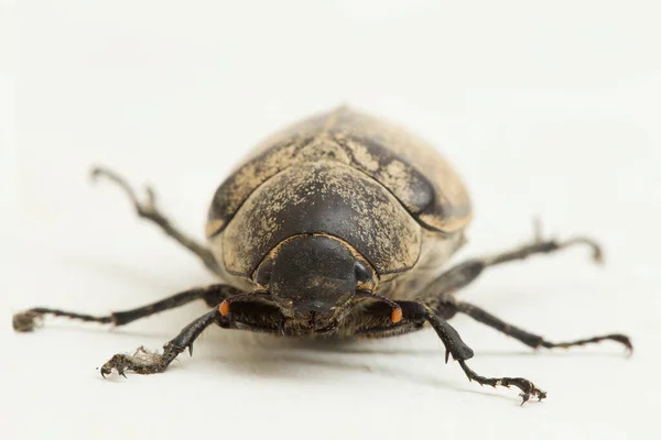 Insect Gevlekte Bloem Scarabee Protaetia Fusca Geïsoleerd Witte Achtergrond — Stockfoto