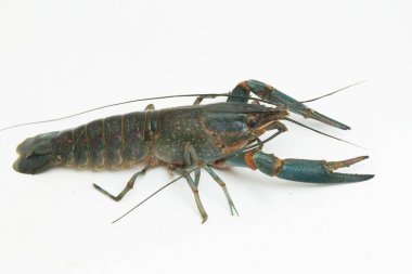 Tatlı su kerevit Procambarus clarkii beyaz arka planda izole edildi