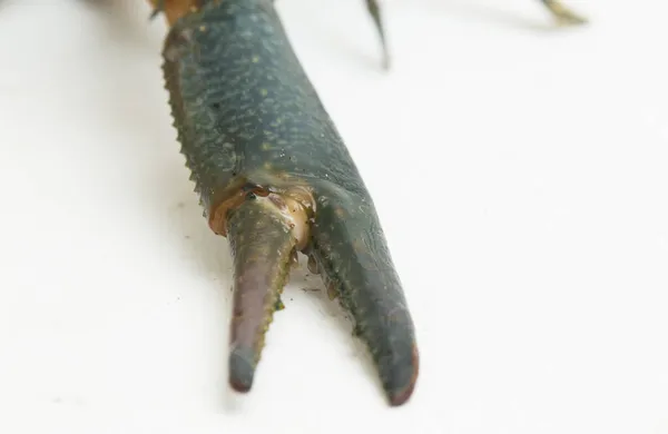 Gamberi Acqua Dolce Procambarus Clarkii Isolati Fondo Bianco — Foto Stock