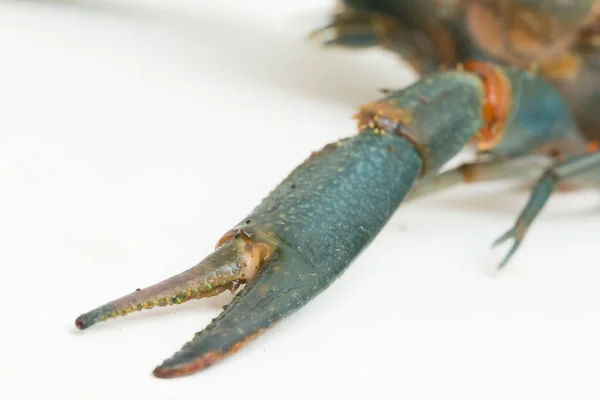 Zoetwatervissen Procambarus Clarkii Geïsoleerd Witte Achtergrond — Stockfoto