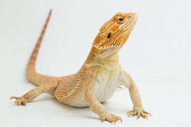 Sakallı ejderha Pogona vittisepsleri beyaz bir arka planda izole edilmiş.