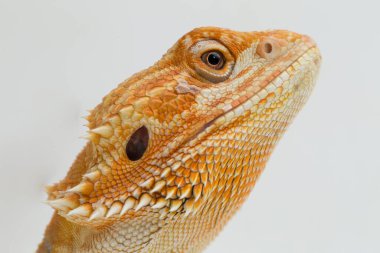 Sakallı ejderha Pogona vittisepsleri beyaz bir arka planda izole edilmiş.