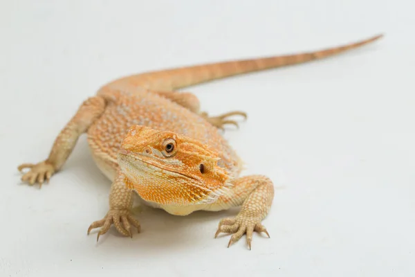 Γενειοφόρος Δράκος Pogona Vitticeps Απομονώνονται Λευκό Φόντο — Φωτογραφία Αρχείου