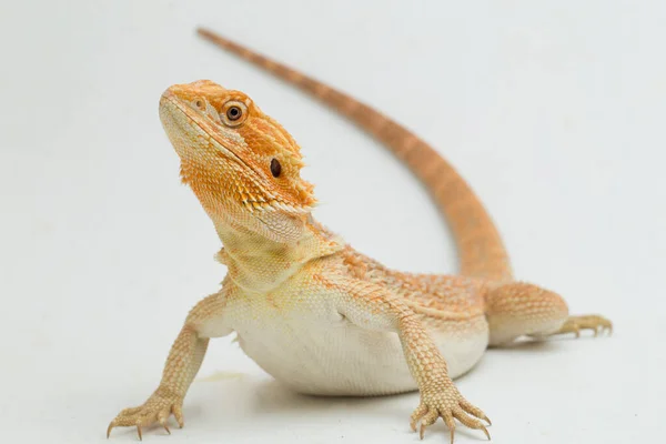 Γενειοφόρος Δράκος Pogona Vitticeps Απομονώνονται Λευκό Φόντο — Φωτογραφία Αρχείου