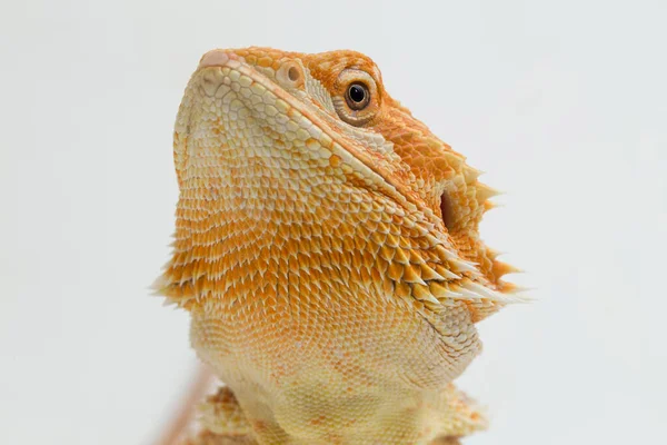 Бородатый Дракон Pogona Vitticeps Изолирован Белом Фоне — стоковое фото