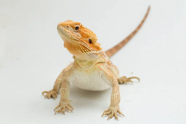 Γενειοφόρος Δράκος Pogona Vitticeps Απομονώνονται Λευκό Φόντο — Φωτογραφία Αρχείου