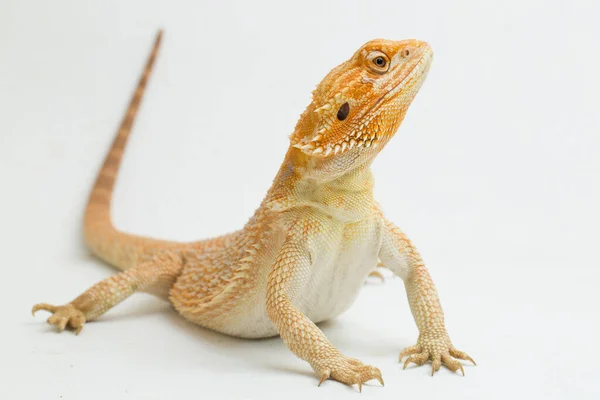Sakallı ejderha Pogona vittisepsleri beyaz bir arka planda izole edilmiş.