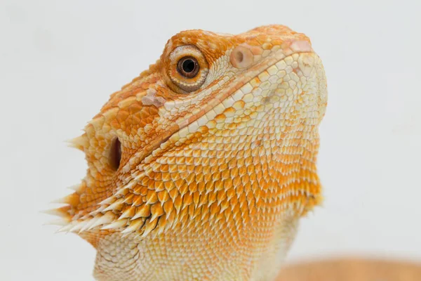 Sakallı Ejderha Pogona Vittisepsleri Beyaz Bir Arka Planda Izole Edilmiş — Stok fotoğraf