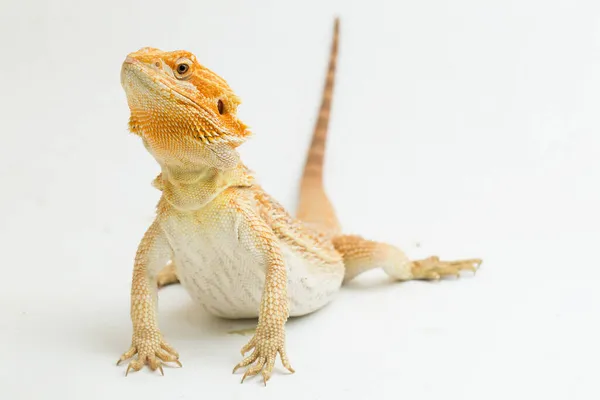 Γενειοφόρος Δράκος Pogona Vitticeps Απομονώνονται Λευκό Φόντο — Φωτογραφία Αρχείου