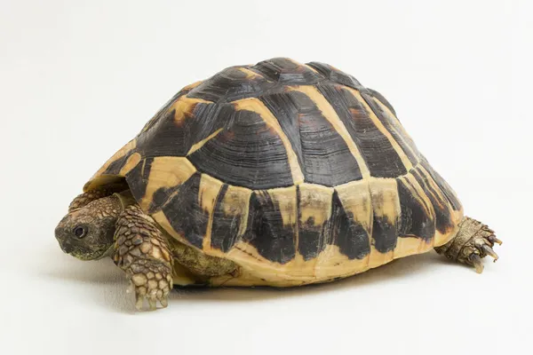 Tartaruga Hermann Testudo Hermanni Isolada Sobre Fundo Branco — Fotografia de Stock