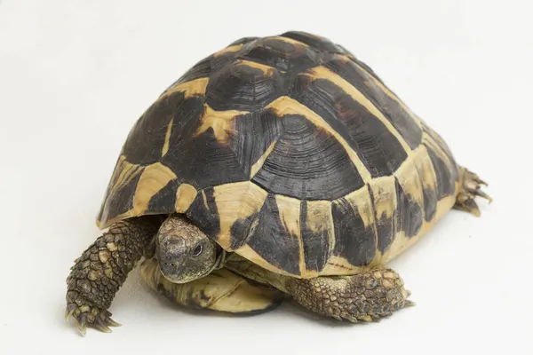 Tartaruga Hermann Testudo Hermanni Isolada Sobre Fundo Branco — Fotografia de Stock