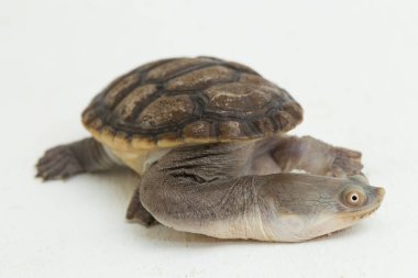 Siebenrock 'ın yılan boyunlu kaplumbağası beyaz arka planda izole edilmiş.