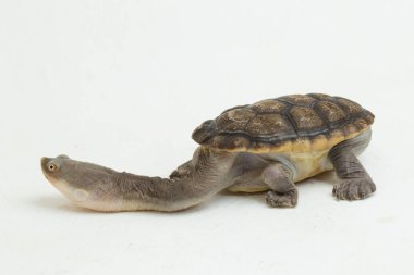 Siebenrock 'ın yılan boyunlu kaplumbağası beyaz arka planda izole edilmiş.