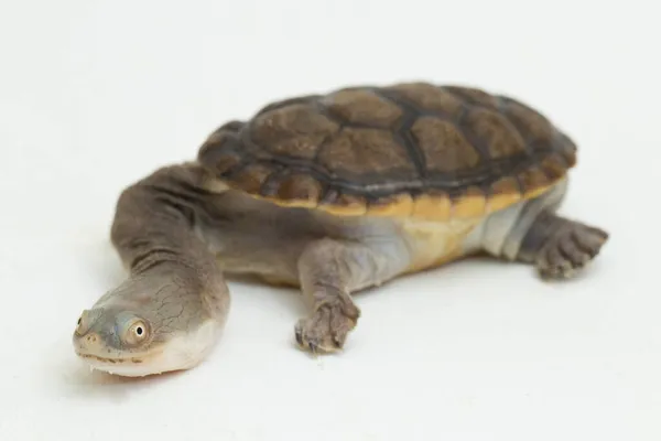 Siebenrock Orm Hals Sköldpadda Isolerad Vit Bakgrund — Stockfoto