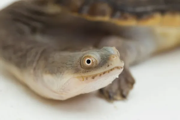 Siebenrock Schlangenhalsschildkröte Isoliert Auf Weißem Hintergrund — Stockfoto