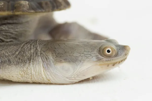 Siebenrock Yılan Boyunlu Kaplumbağası Beyaz Arka Planda Izole Edilmiş — Stok fotoğraf