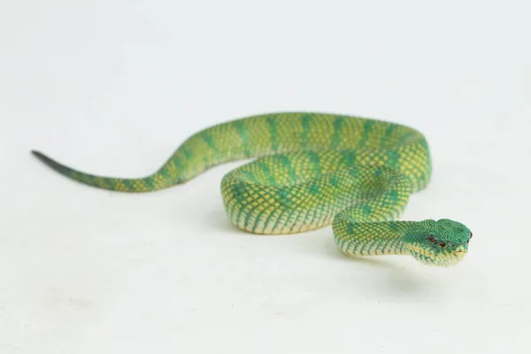 Borneo Keeled Pit Viper Tropidolaemus Subannulatus Izolované Bílém Pozadí — Stock fotografie