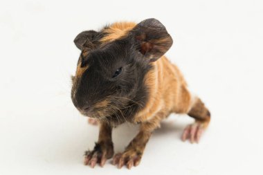 beyaz arka plan üzerinde izole bebek kobay