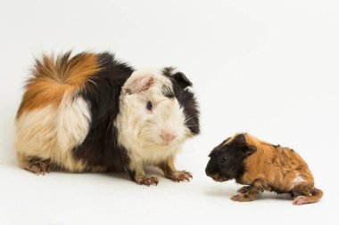 Beyaz arka planda izole edilmiş bebeği olan kobay anne.