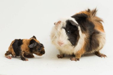 Beyaz arka planda izole edilmiş bebeği olan kobay anne.