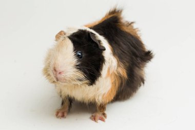 sevimli kobay beyaz arka plan üzerinde izole