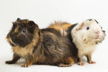 İki çift kobay beyaz arka planda izole edilmiş.