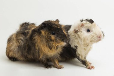 İki çift kobay beyaz arka planda izole edilmiş.