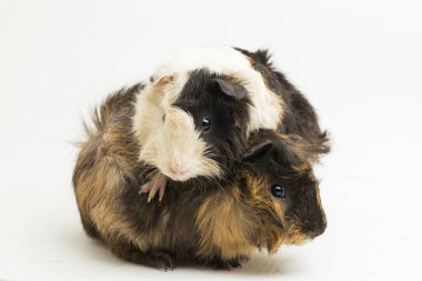 İki çift kobay beyaz arka planda izole edilmiş.