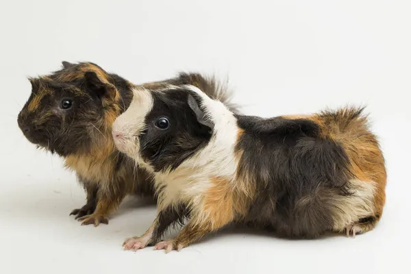 Two Pair Guinea Pig Isolated White Background — Stock Photo, Image