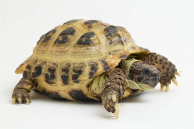 Rus Kaplumbağa Testudo Horsfieldii beyaz arka planda izole edildi