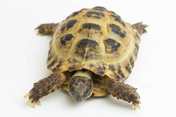 Tartaruga Russa Testudo Horsfieldii Isolado Sobre Fundo Branco — Fotografia de Stock