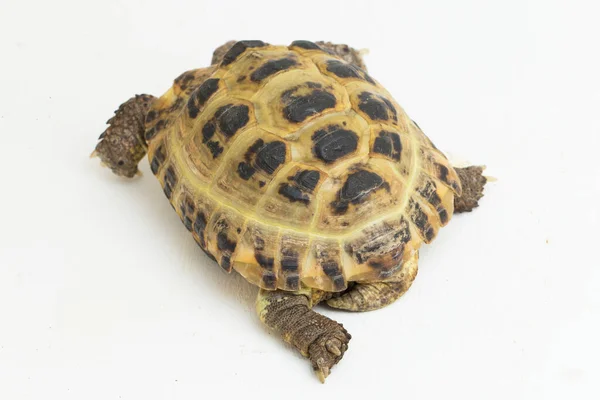Ryska Sköldpadda Testudo Horsfieldii Isolerad Vit Bakgrund — Stockfoto