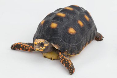 Kırmızı ayaklı kaplumbağa Chelonoidis karbonaryası beyaz arka planda izole edilmiş.