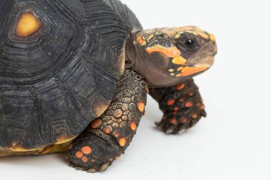 Kırmızı ayaklı kaplumbağa Chelonoidis karbonaryası beyaz arka planda izole edilmiş.