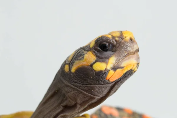 Tortue Pieds Rouges Chelonoidis Carbonaria Isolée Sur Fond Blanc — Photo