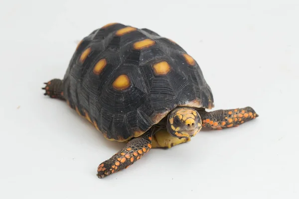 Rödfotad Sköldpadda Chelonoidis Karbonaria Isolerad Vit Bakgrund — Stockfoto