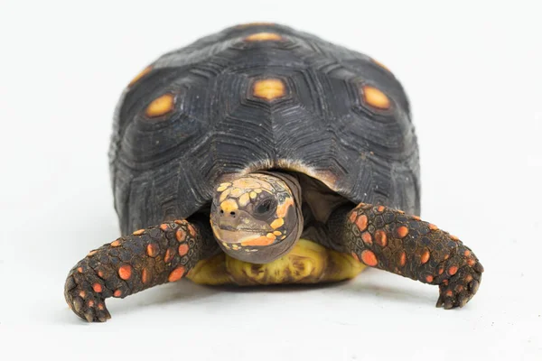 Червононогий Черепаха Chelonoidis Carbonaria Ізольований Білому Тлі — стокове фото