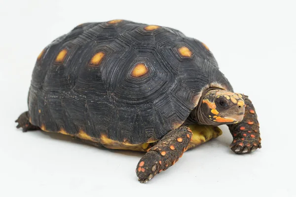 Kırmızı Ayaklı Kaplumbağa Chelonoidis Karbonaryası Beyaz Arka Planda Izole Edilmiş — Stok fotoğraf