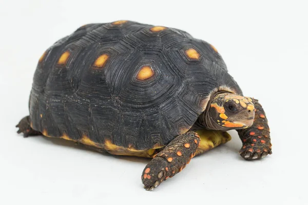 Roodvoetschildpad Chelonoidis Carbonaria Geïsoleerd Witte Achtergrond — Stockfoto