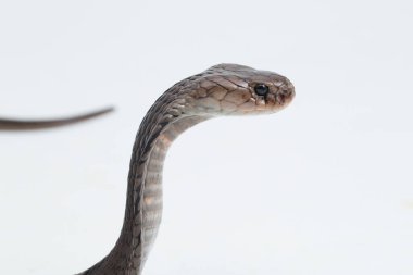 Beyaz arka planda izole edilmiş Javan tüküren kobra (Naja sputatrix)