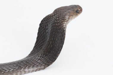 Beyaz arka planda izole edilmiş Javan tüküren kobra (Naja sputatrix)