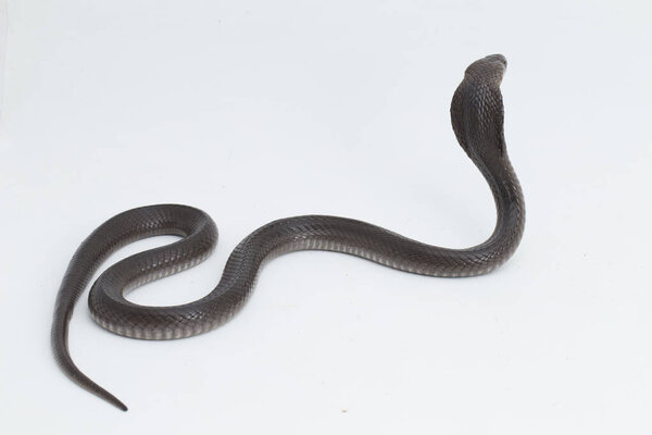 Яванская плюющаяся кобра (Naja sputatrix) изолирована на белом фоне