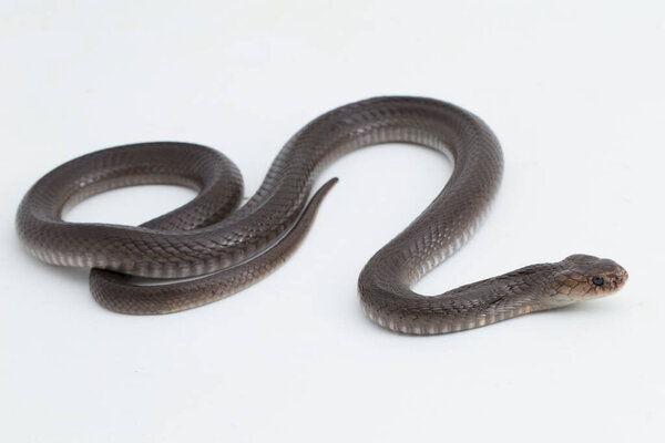 Яванская плюющаяся кобра (Naja sputatrix) изолирована на белом фоне