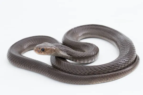 Cobra Cracheur Javan Naja Spputatrix Isolé Sur Fond Blanc — Photo