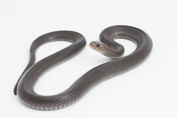 Javan Spitting Cobra Naja Sputatrix Isolated White Background — Stock Photo, Image