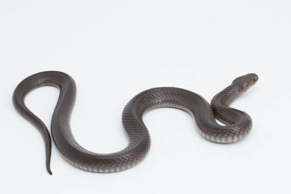 The Javan spitting cobra (Naja sputatrix) isolated on white background