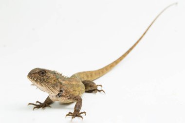 Oryantal bahçe kertenkelesi beyaz arkaplanda izole edilmiş versicolor Calotes